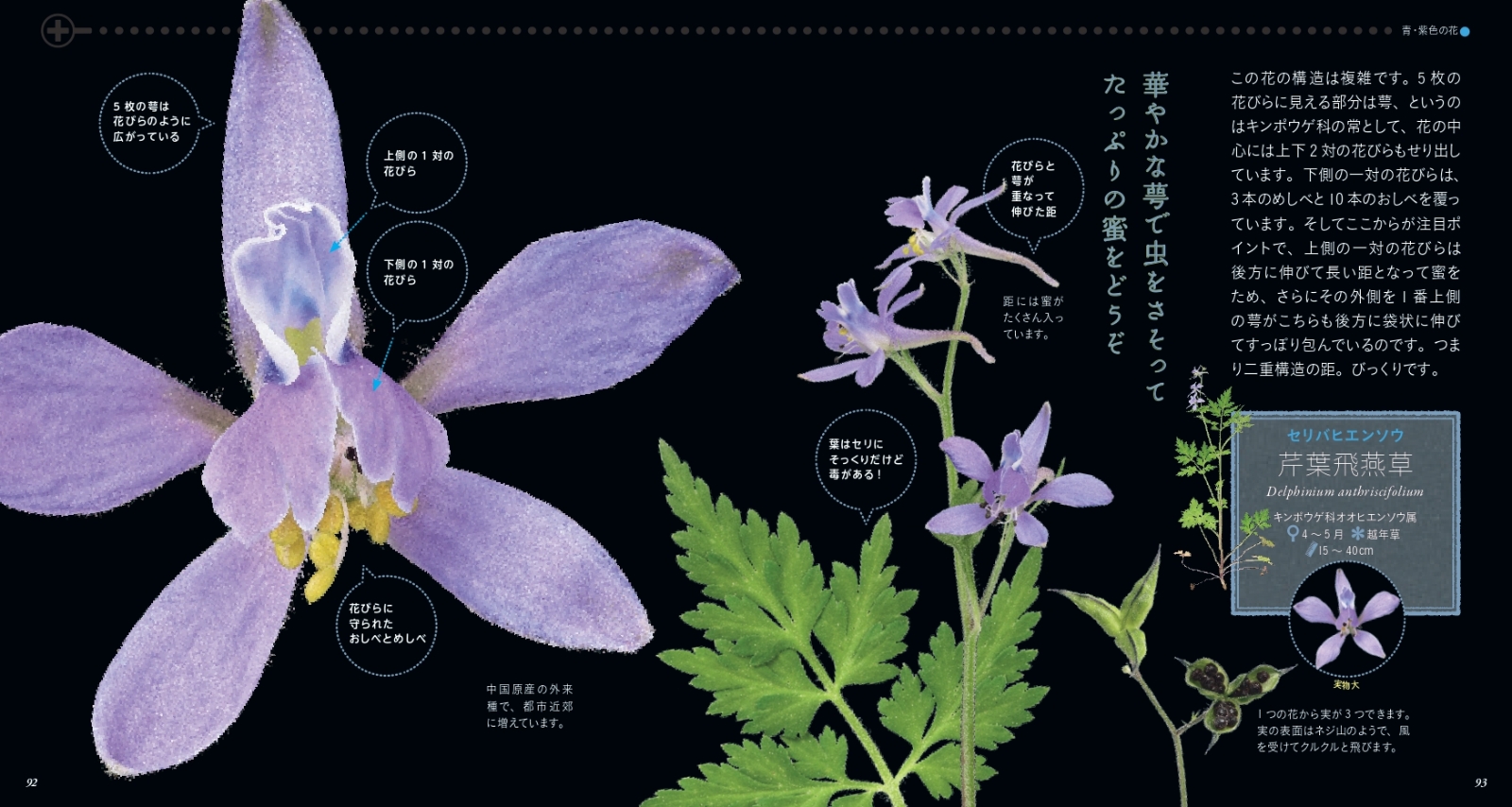 楽天ブックス もっと美しき小さな雑草の花図鑑 本