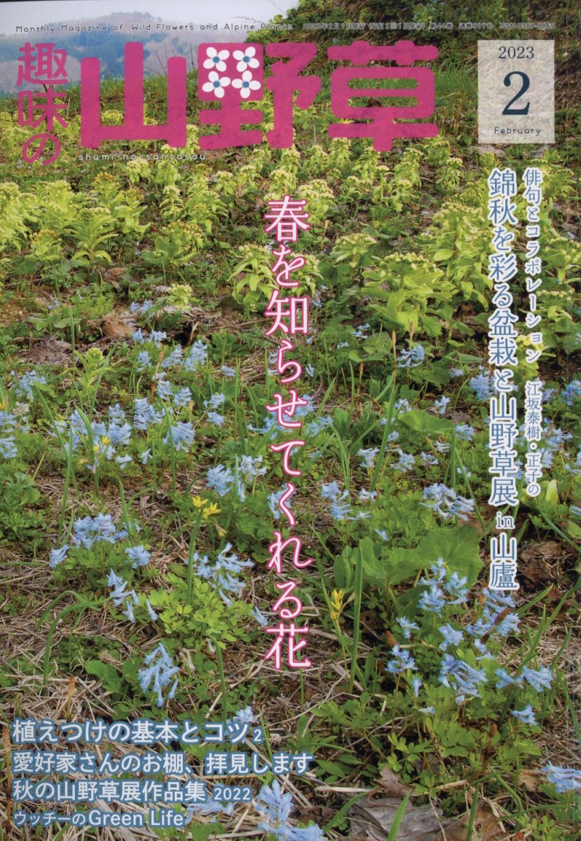 楽天ブックス: 趣味の山野草 2023年 2月号 [雑誌] - 栃の葉書房 - 4910045110236 : 雑誌