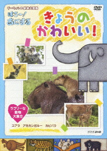 楽天ブックス Nhk Dvd ダーウィンの動物大図鑑 はろ あにまる きょうのかわいい ラブリーな動物大集合 キッズ Dvd