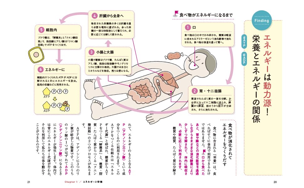 サクッとわかるビジネス教養栄養学[飯田薫子]
