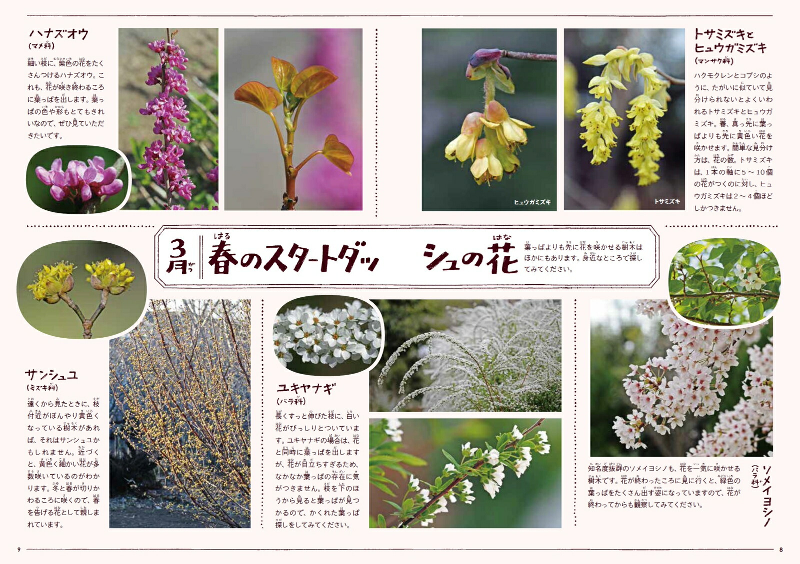 身近な樹木の生き方観察12か月（季節の生きもの事典）[鈴木純]