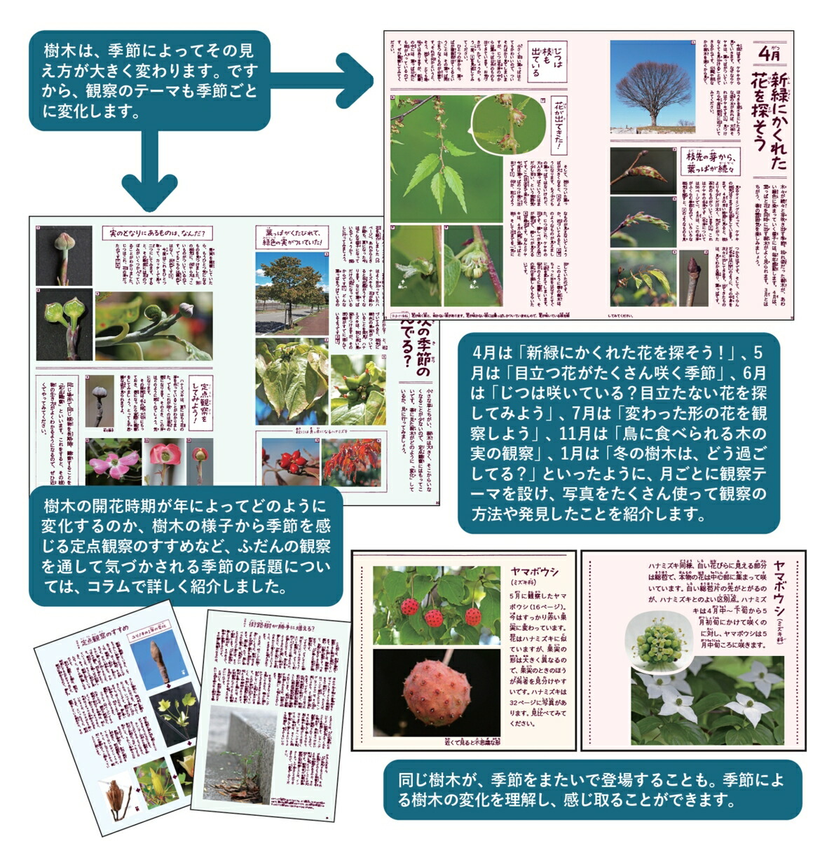身近な樹木の生き方観察12か月（季節の生きもの事典）[鈴木純]