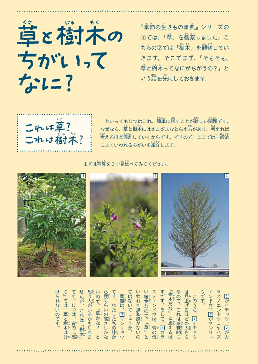 身近な樹木の生き方観察12か月（季節の生きもの事典）[鈴木純]