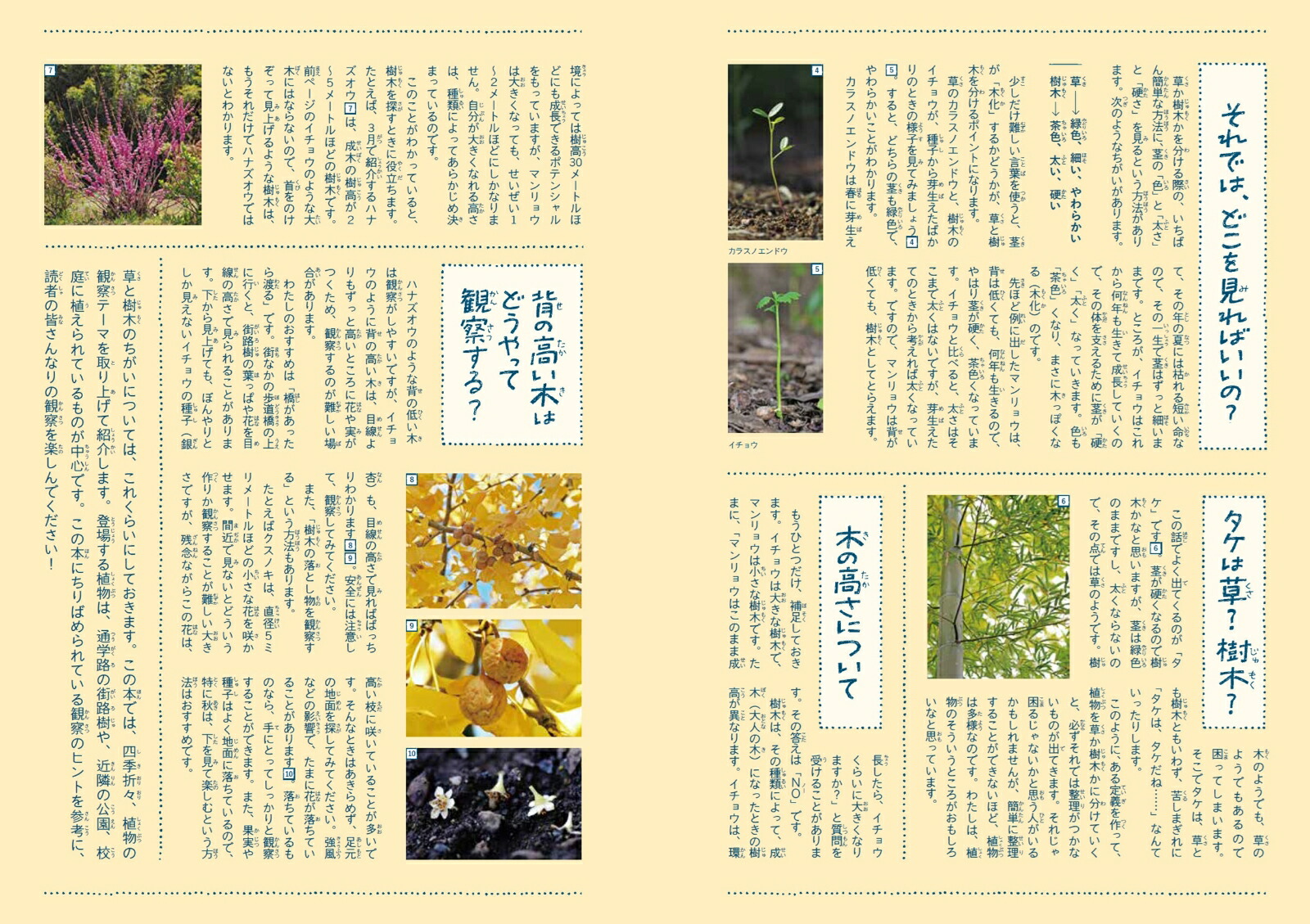 身近な樹木の生き方観察12か月（季節の生きもの事典）[鈴木純]