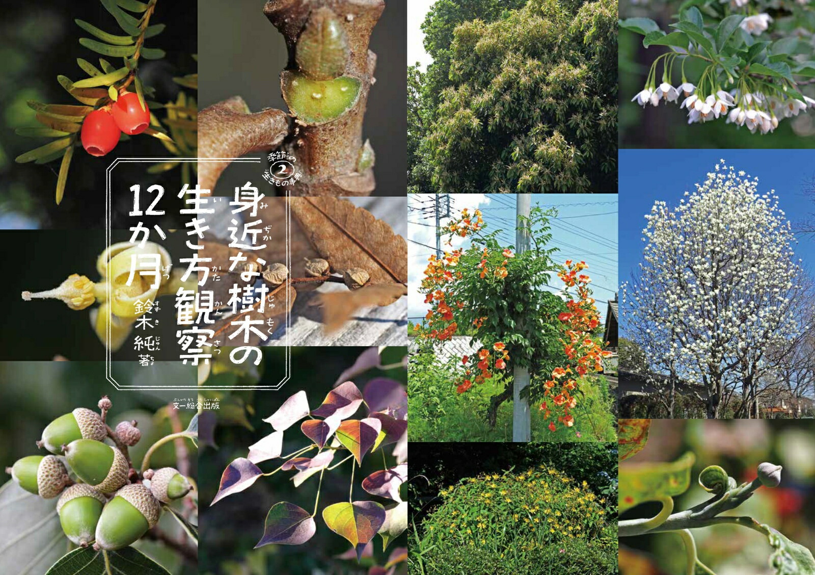 身近な樹木の生き方観察12か月（季節の生きもの事典）[鈴木純]