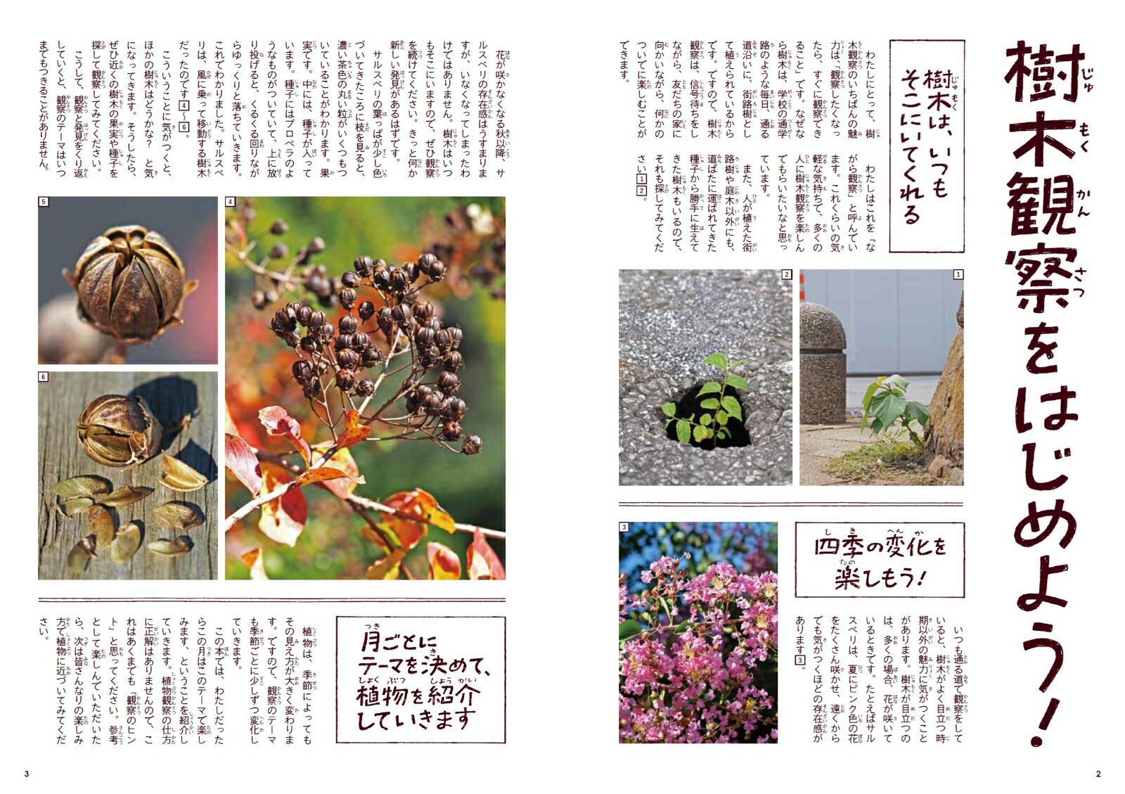 身近な樹木の生き方観察12か月（季節の生きもの事典）[鈴木純]