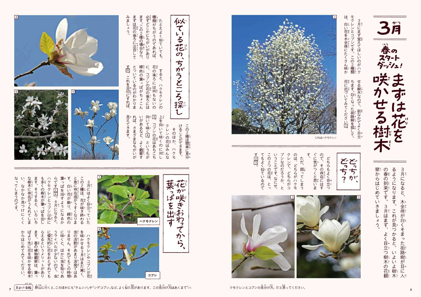 身近な樹木の生き方観察12か月（季節の生きもの事典）[鈴木純]