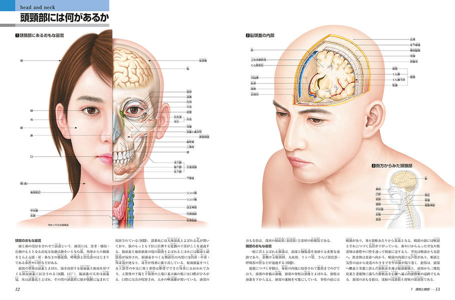 楽天ブックス 新版 からだの地図帳 佐藤 達夫 本