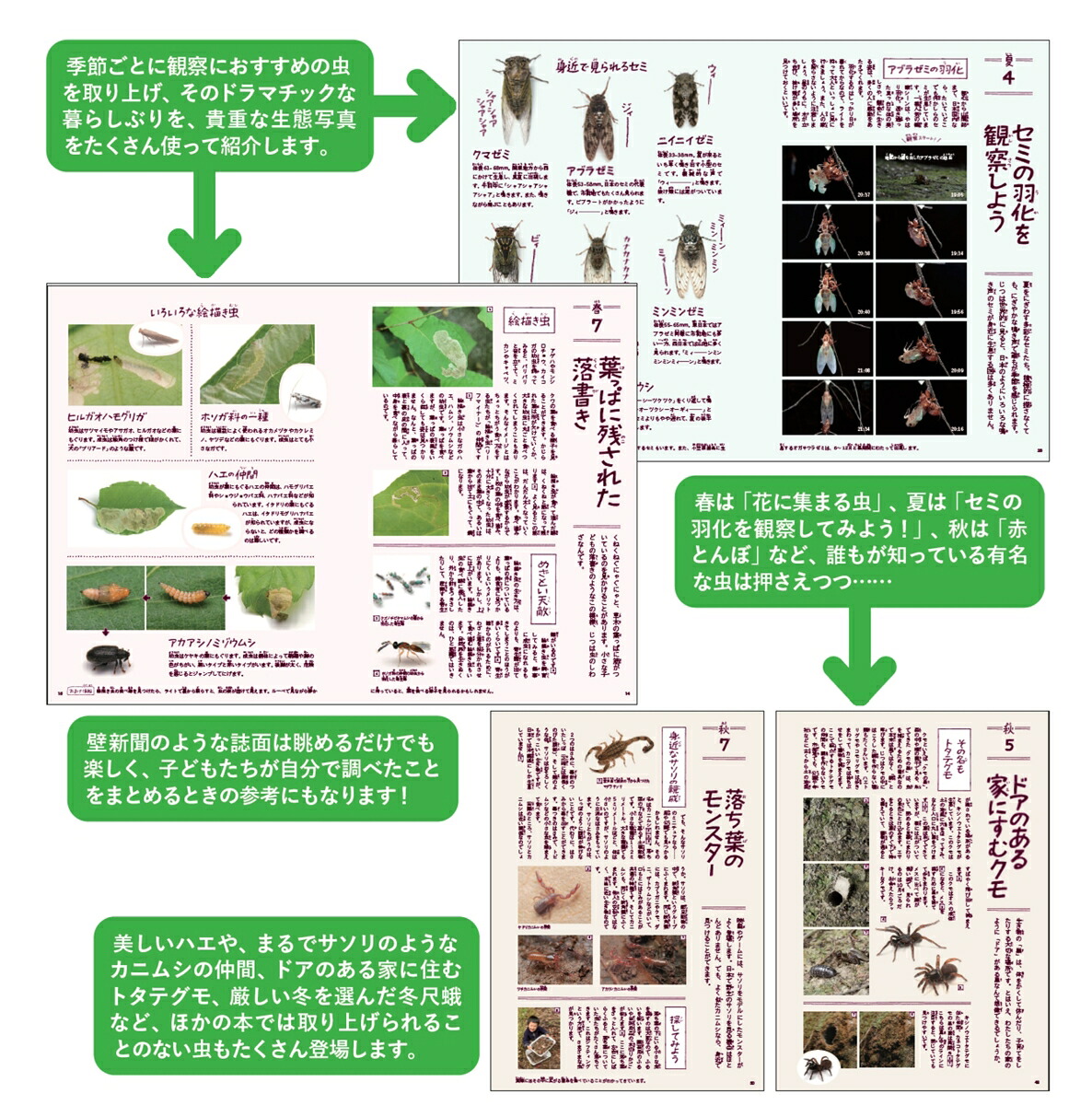 身近な虫の生き方観察12か月（季節の生きもの事典3）[須黒達巳]