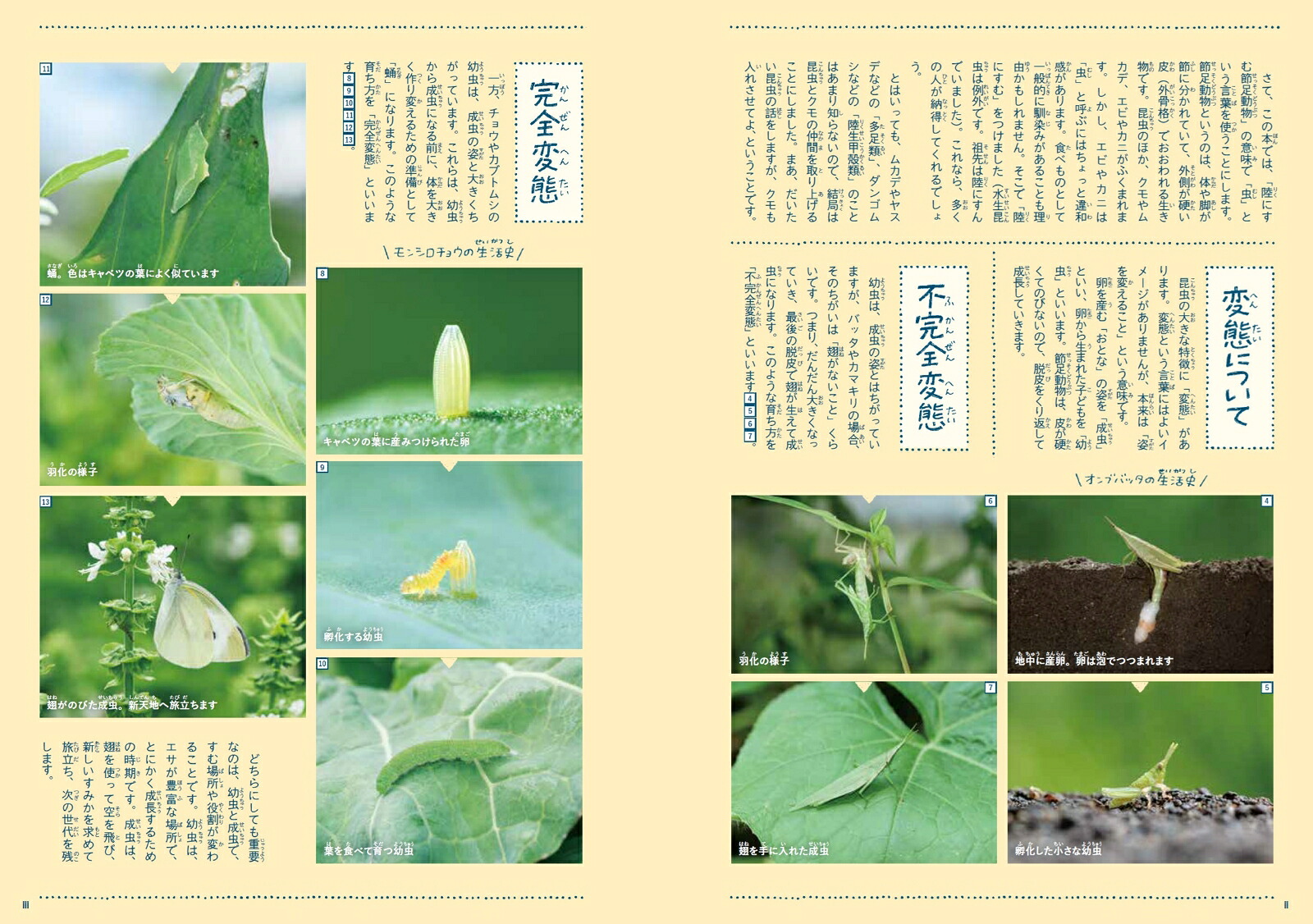 身近な虫の生き方観察12か月（季節の生きもの事典3）[須黒達巳]