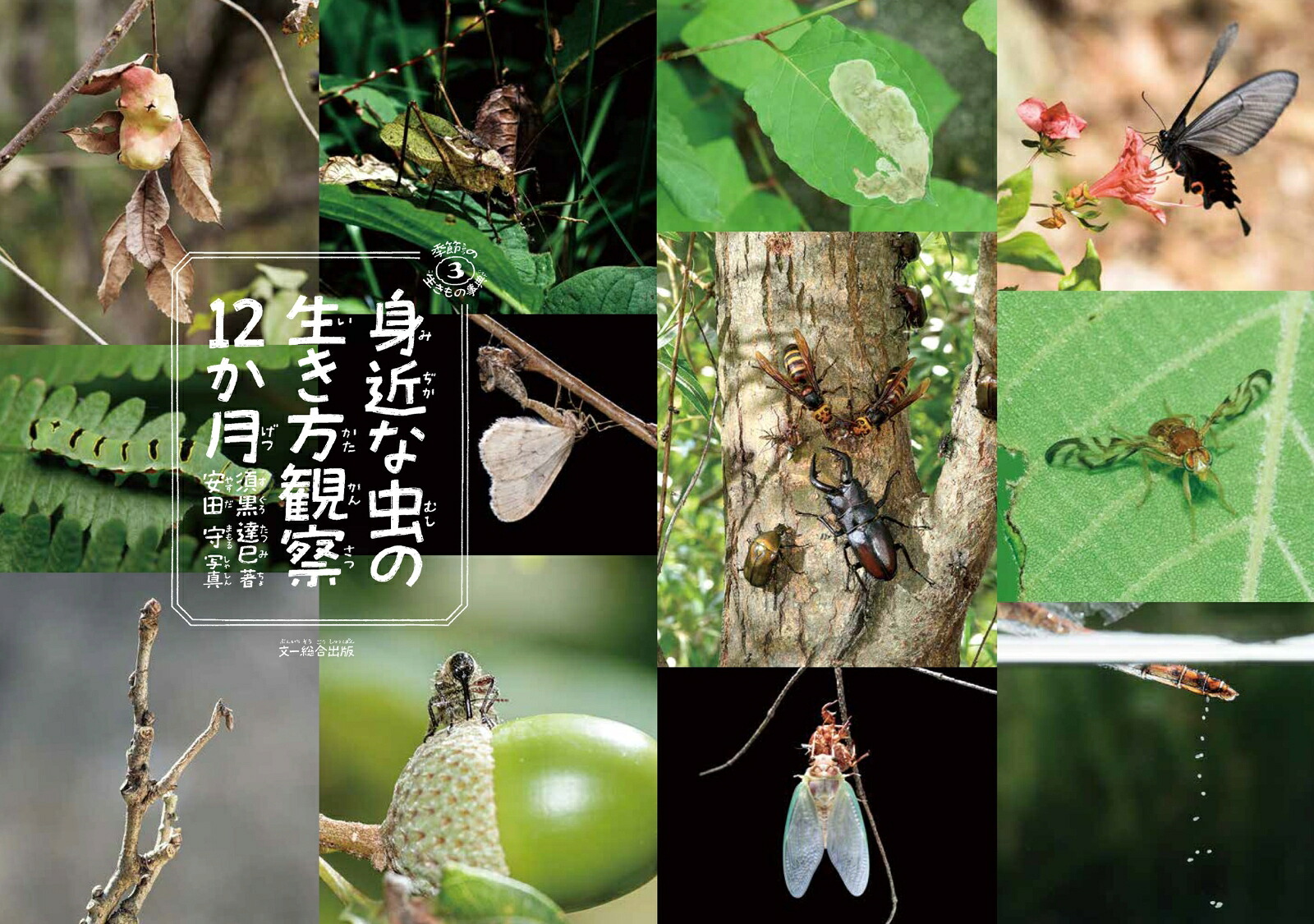 身近な虫の生き方観察12か月（季節の生きもの事典3）[須黒達巳]