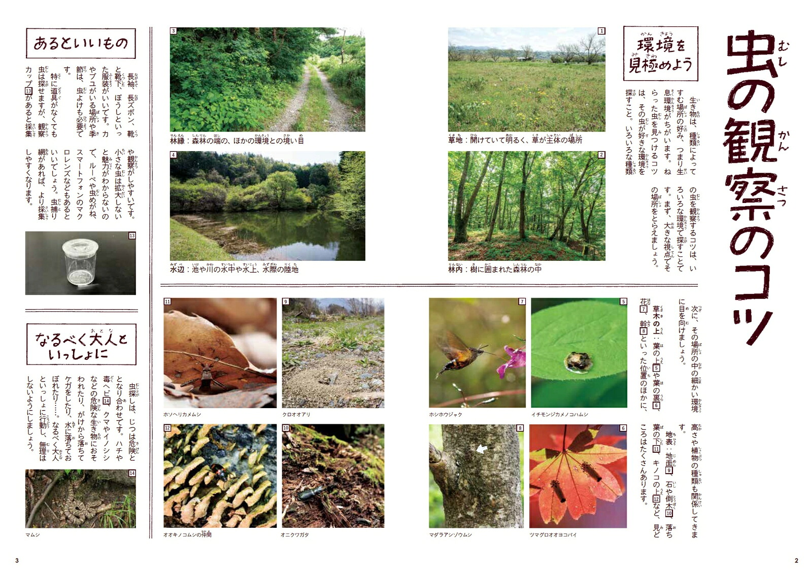 身近な虫の生き方観察12か月（季節の生きもの事典3）[須黒達巳]