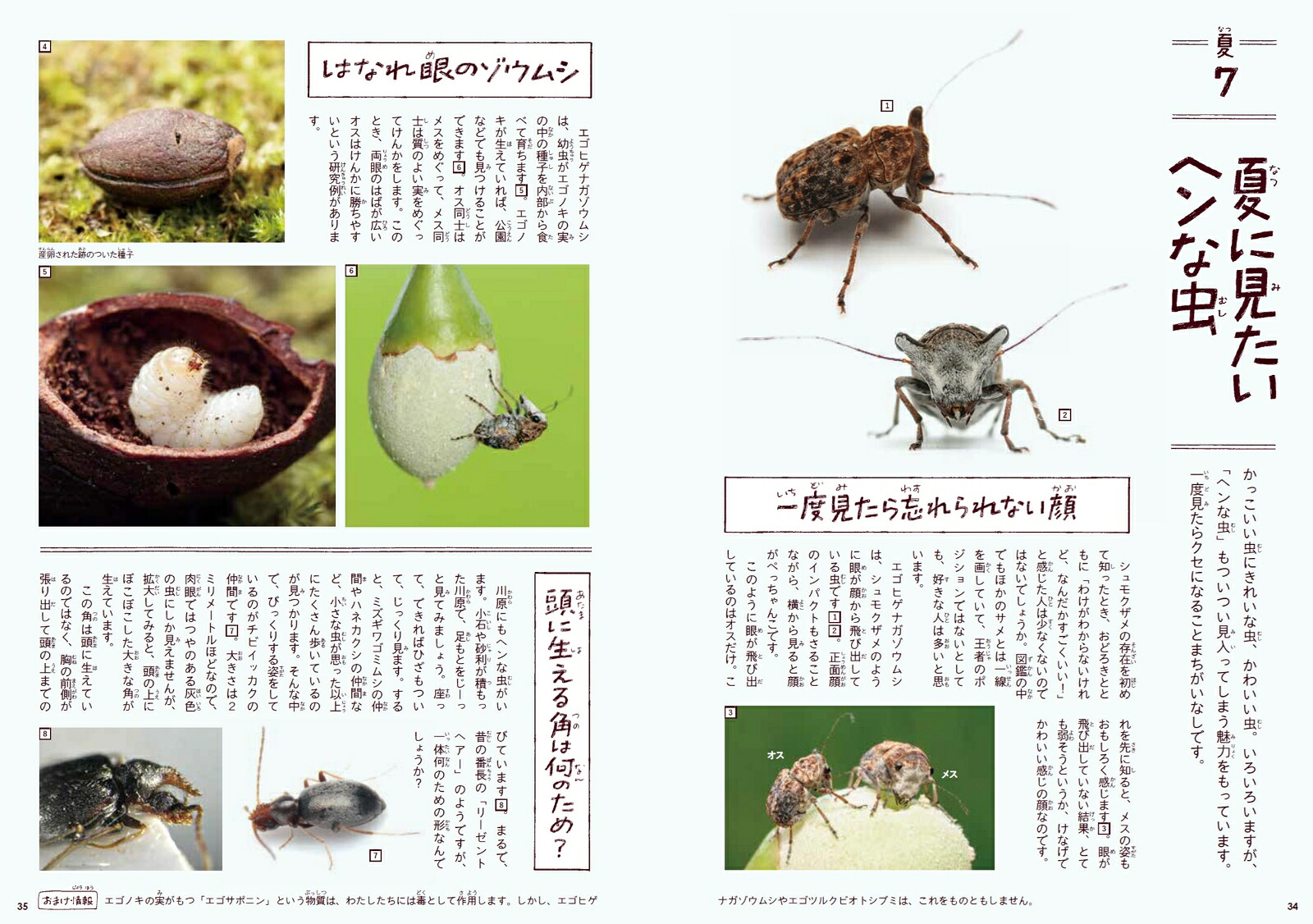 身近な虫の生き方観察12か月（季節の生きもの事典3）[須黒達巳]