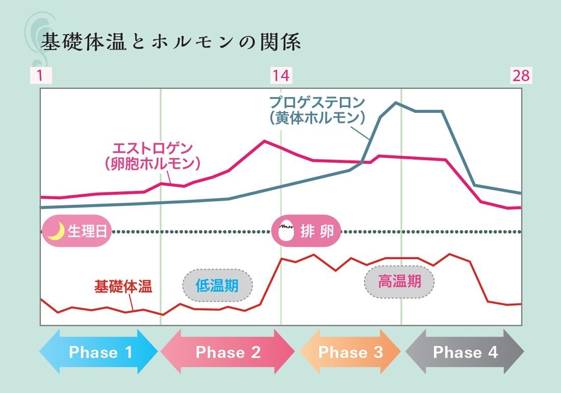 TDK婦人用電子体温計HT-301(毎日検温アプリで管理妊活健康豊富な連携アプリとデータ連携一度に7回分の記録転送）
