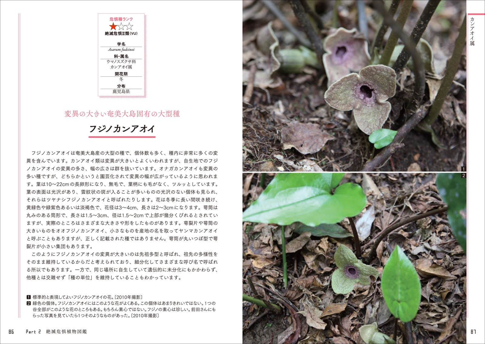 楽天ブックス 知っておきたい日本の絶滅危惧植物図鑑 長澤 淳一 本