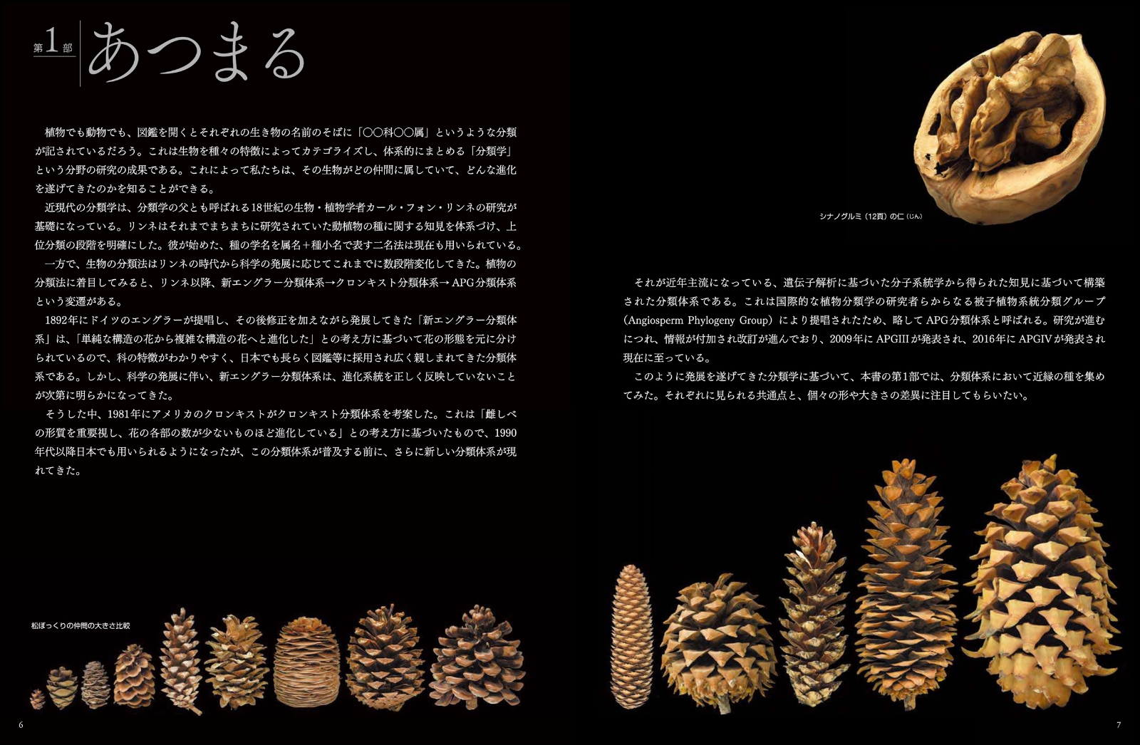 楽天ブックス 世界のふしぎな木の実図鑑 小林 智洋 本