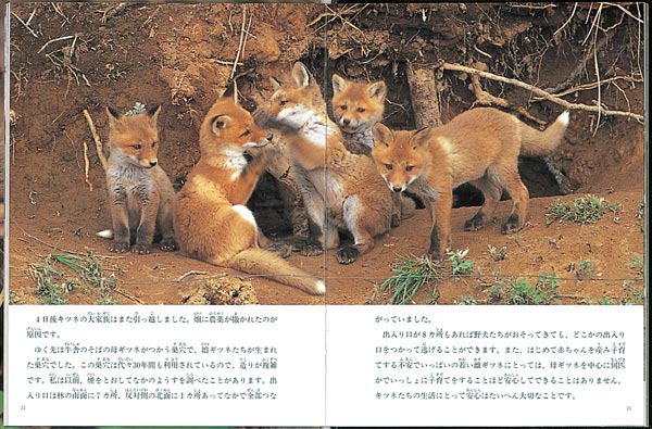 キタキツネのおかあさん（たくさんのふしぎ傑作集）[竹田津実]