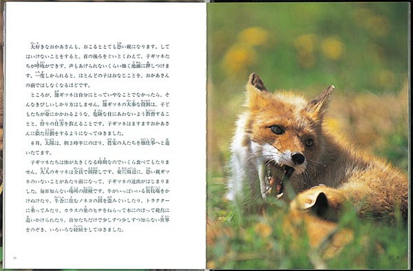 キタキツネのおかあさん（たくさんのふしぎ傑作集）[竹田津実]