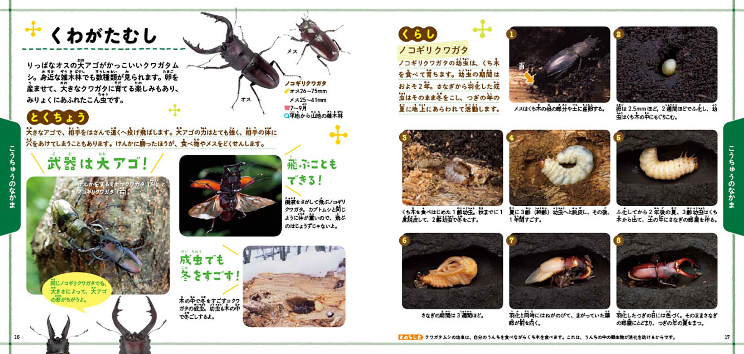 楽天ブックス はじめてのむしのしいくとかんさつ 増補改訂版 筒井学 本