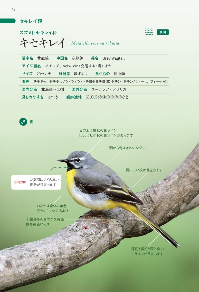 楽天ブックス さっぽろ野鳥観察手帖 Sapporo Bird Guide 河井 大輔 本