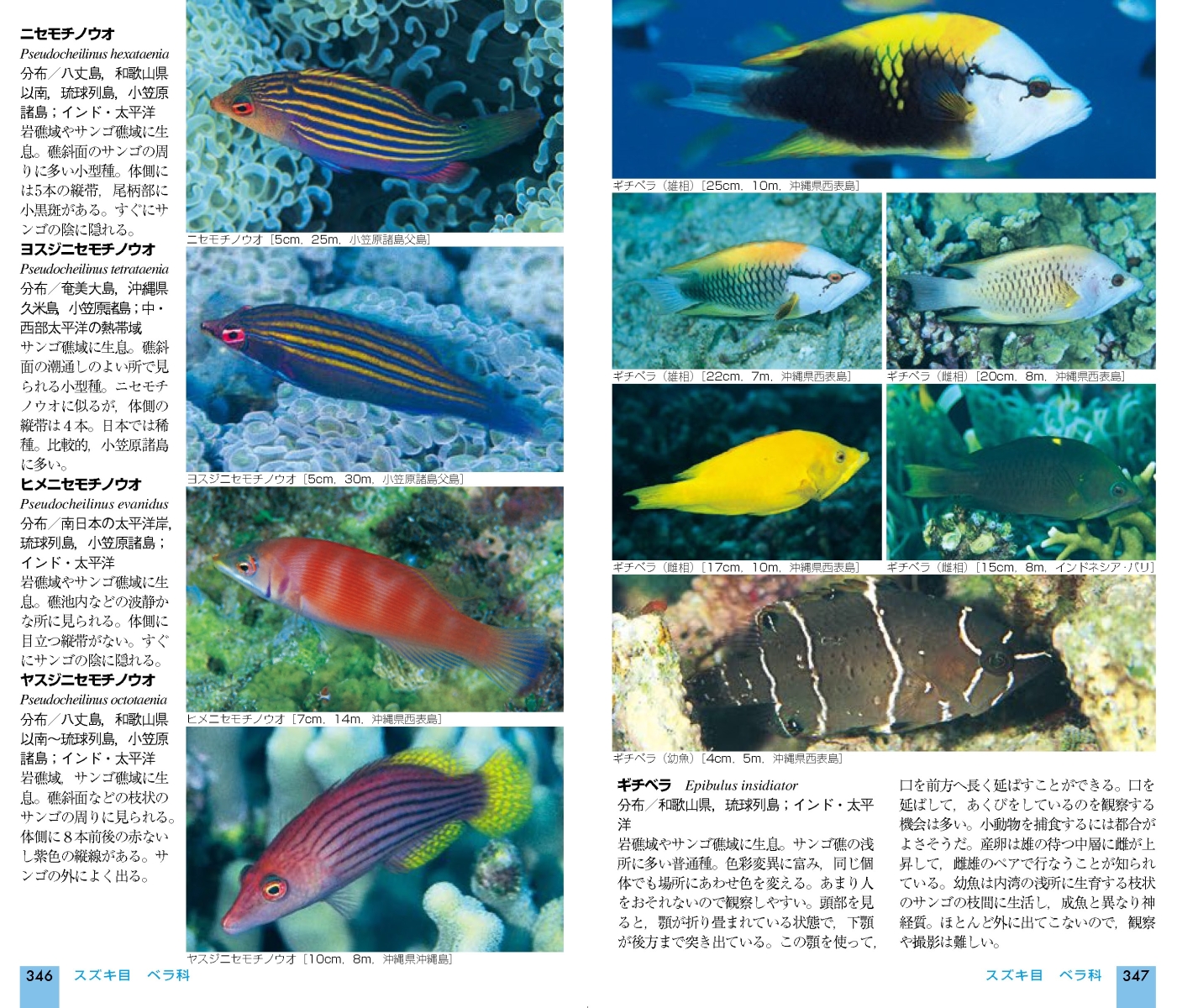楽天ブックス 日本の海水魚改訂版 吉野雄輔 本