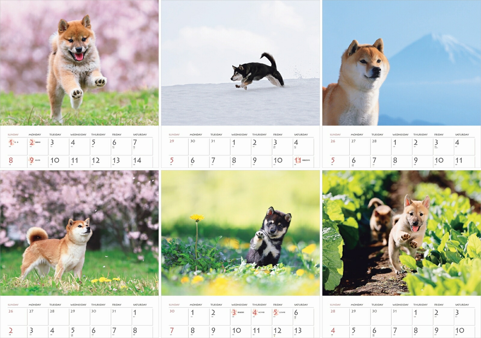 クリアランスsale!期間限定!柴犬カレンダー（2023） （［カレンダー］） カレンダー