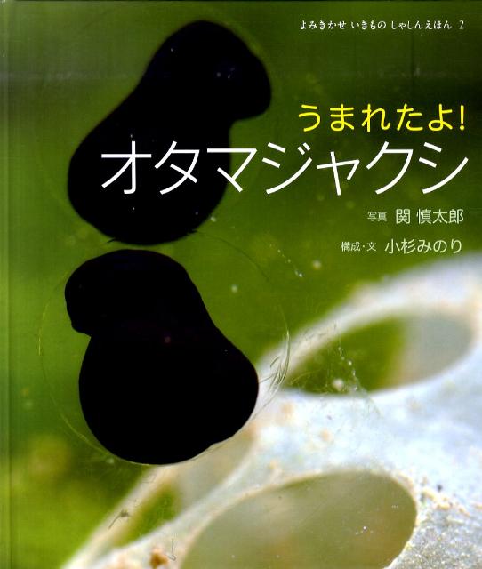 楽天ブックス: うまれたよ！オタマジャクシ - 関慎太郎