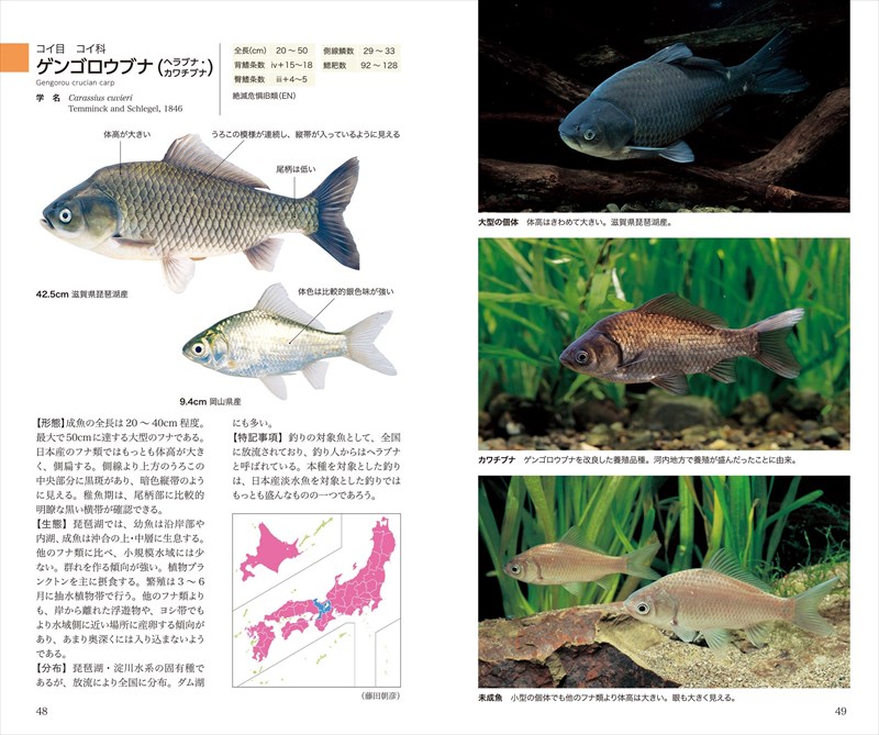 楽天ブックス 増補改訂 日本の淡水魚 本