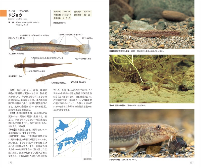 楽天ブックス 増補改訂 日本の淡水魚 本