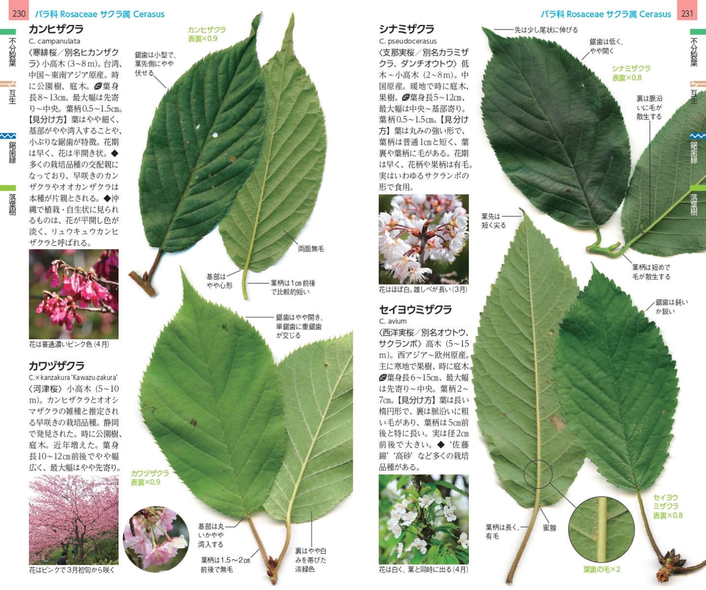 楽天ブックス 増補改訂 樹木の葉 本