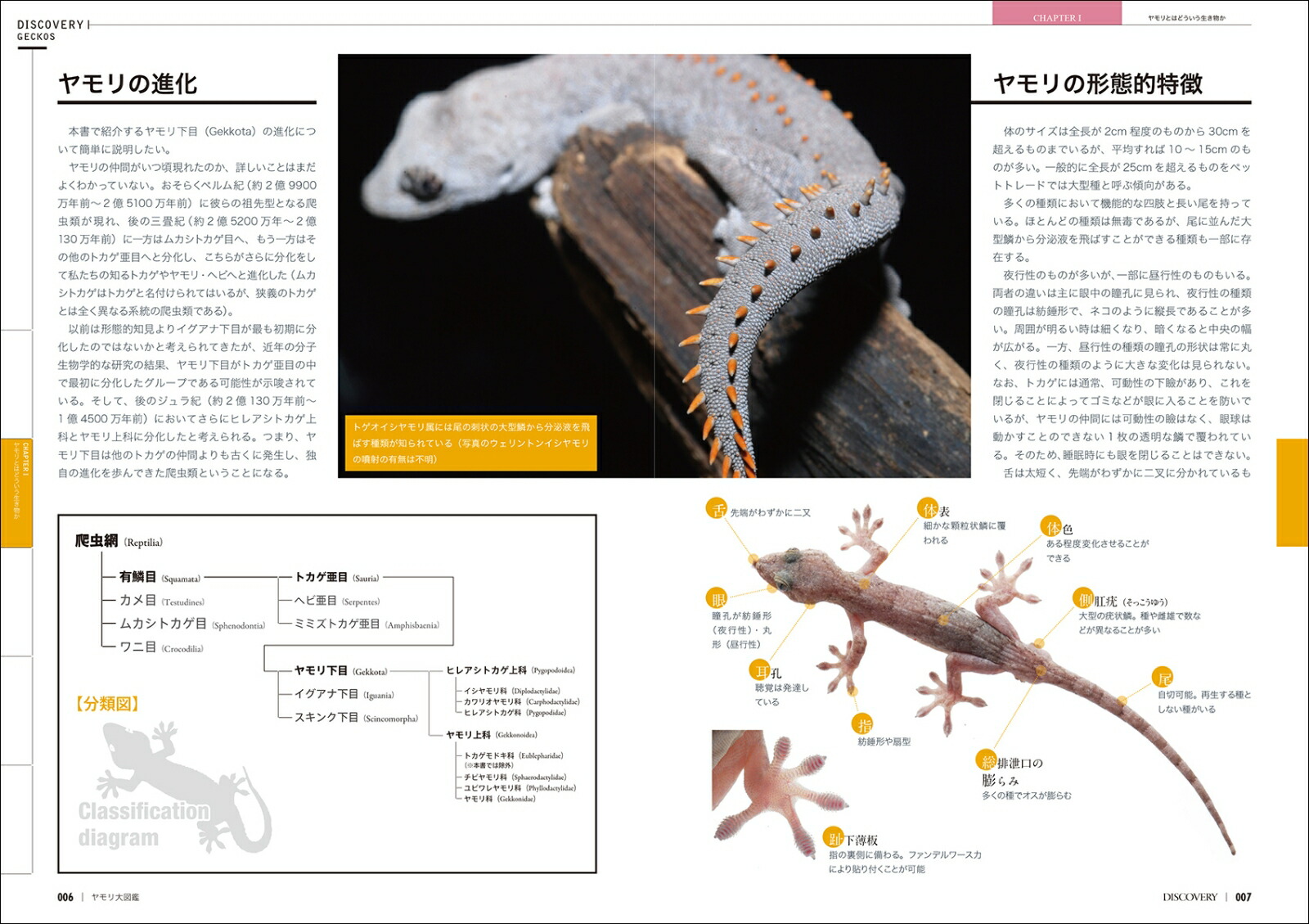 欠品カラー再入荷 ディスカバリー生き物 再発見 ヤモリ大図鑑 ランキング1位獲得 R4urealtygroup Com