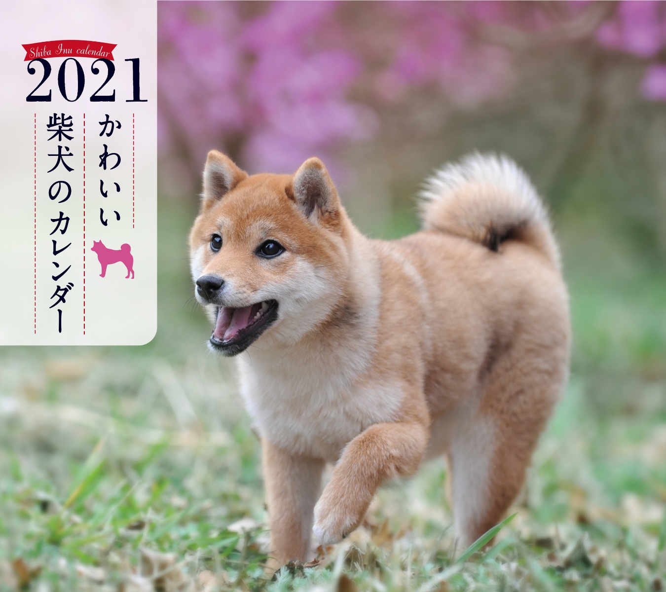 楽天ブックス 2021年 ミニ判カレンダー かわいい柴犬のカレンダー 井川 俊彦 9784416920497 本