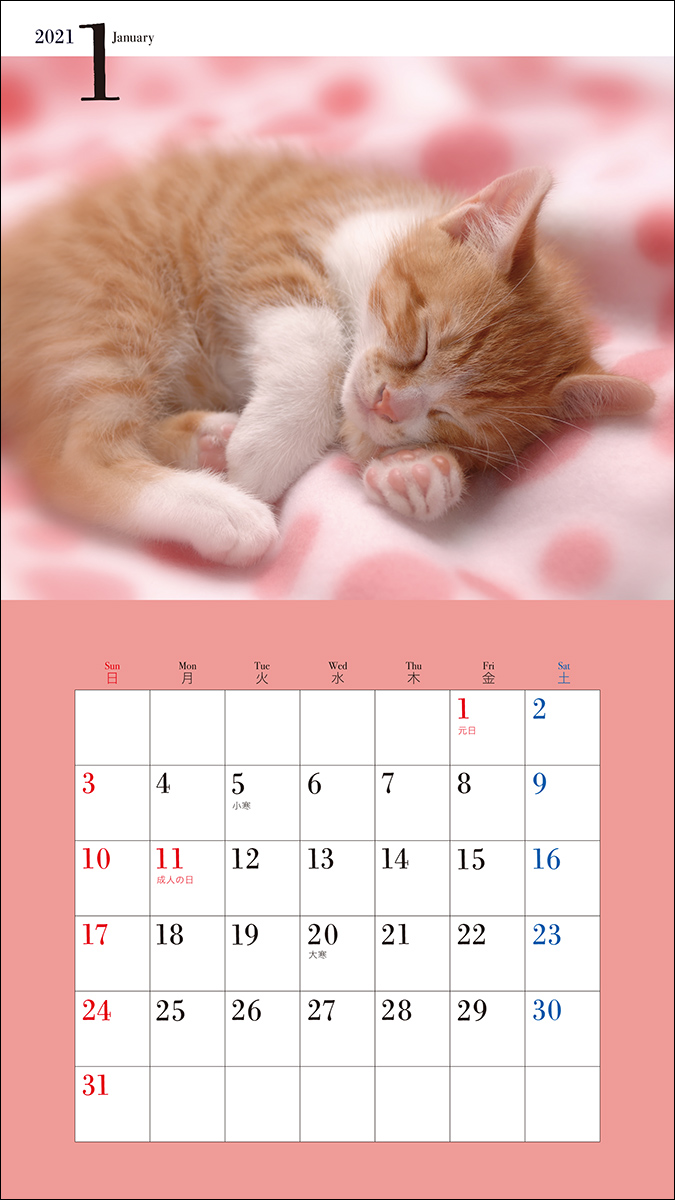 楽天ブックス 21年 ミニ判カレンダー かわいいこねこのカレンダー 井川 俊彦 本