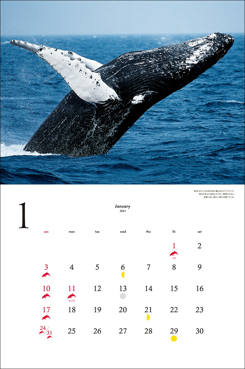 2021年ワイド判カレンダー世界で一番美しいクジラ＆イルカカレンダー（誠文堂新光社カレンダー）[水口博也]