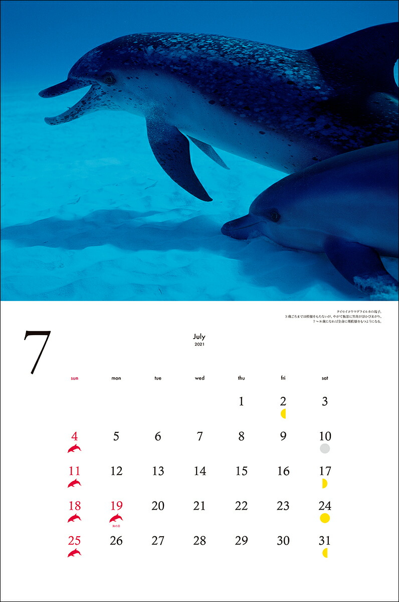 2021年ワイド判カレンダー世界で一番美しいクジラ＆イルカカレンダー（誠文堂新光社カレンダー）[水口博也]