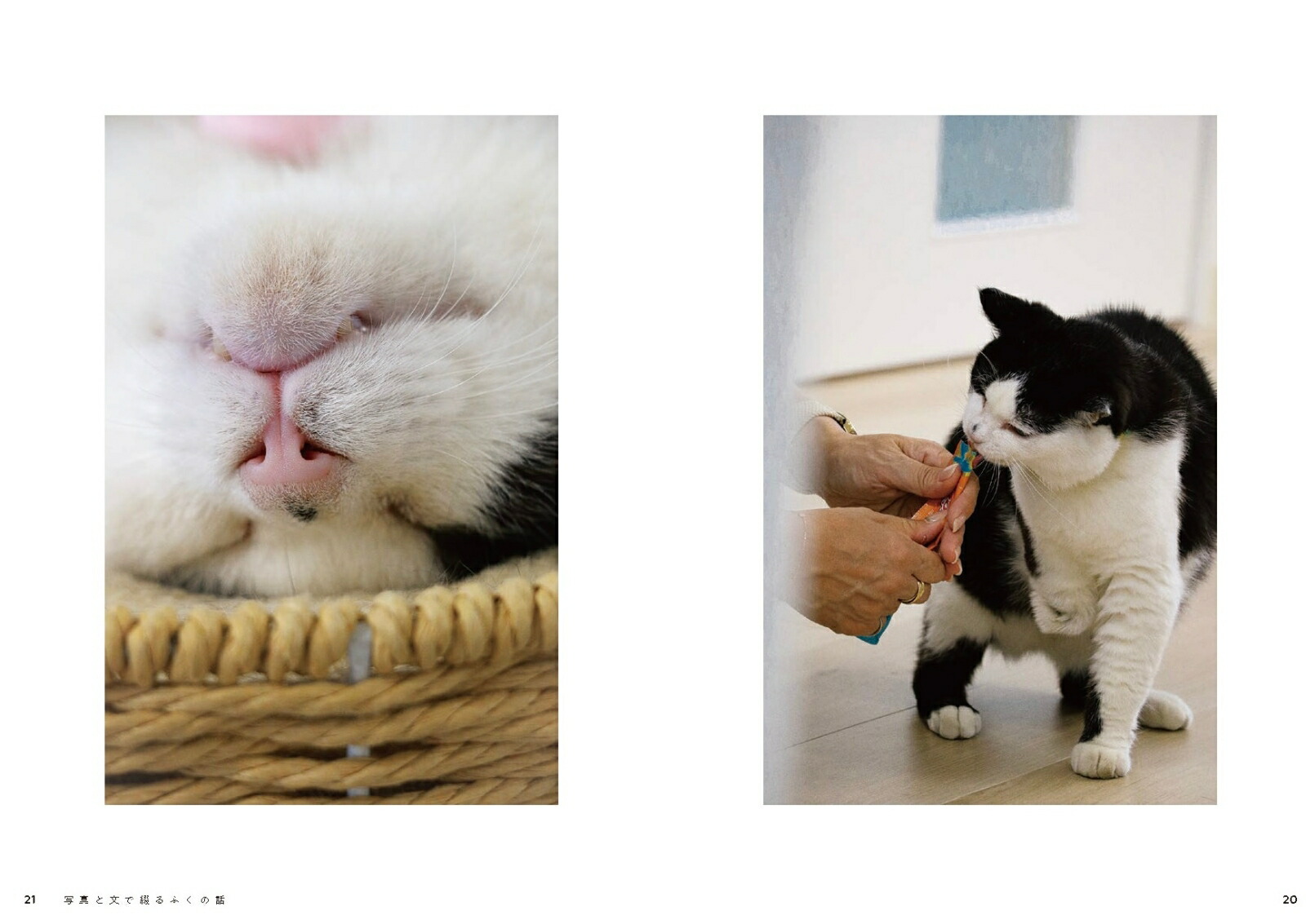 3­ݸǭդϡҤιĹ˥ȼҰΤʥե