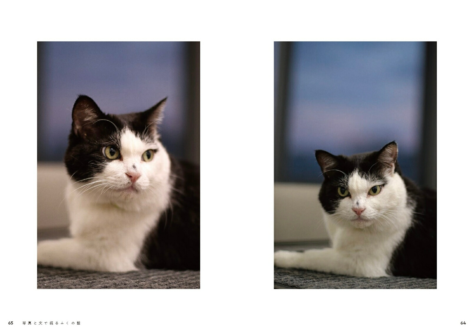 3­ݸǭդϡҤιĹ˥ȼҰΤʥե