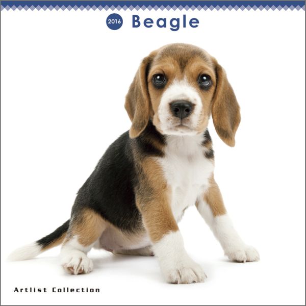 楽天ブックス ミニ ビーグル 16年 カレンダー 本