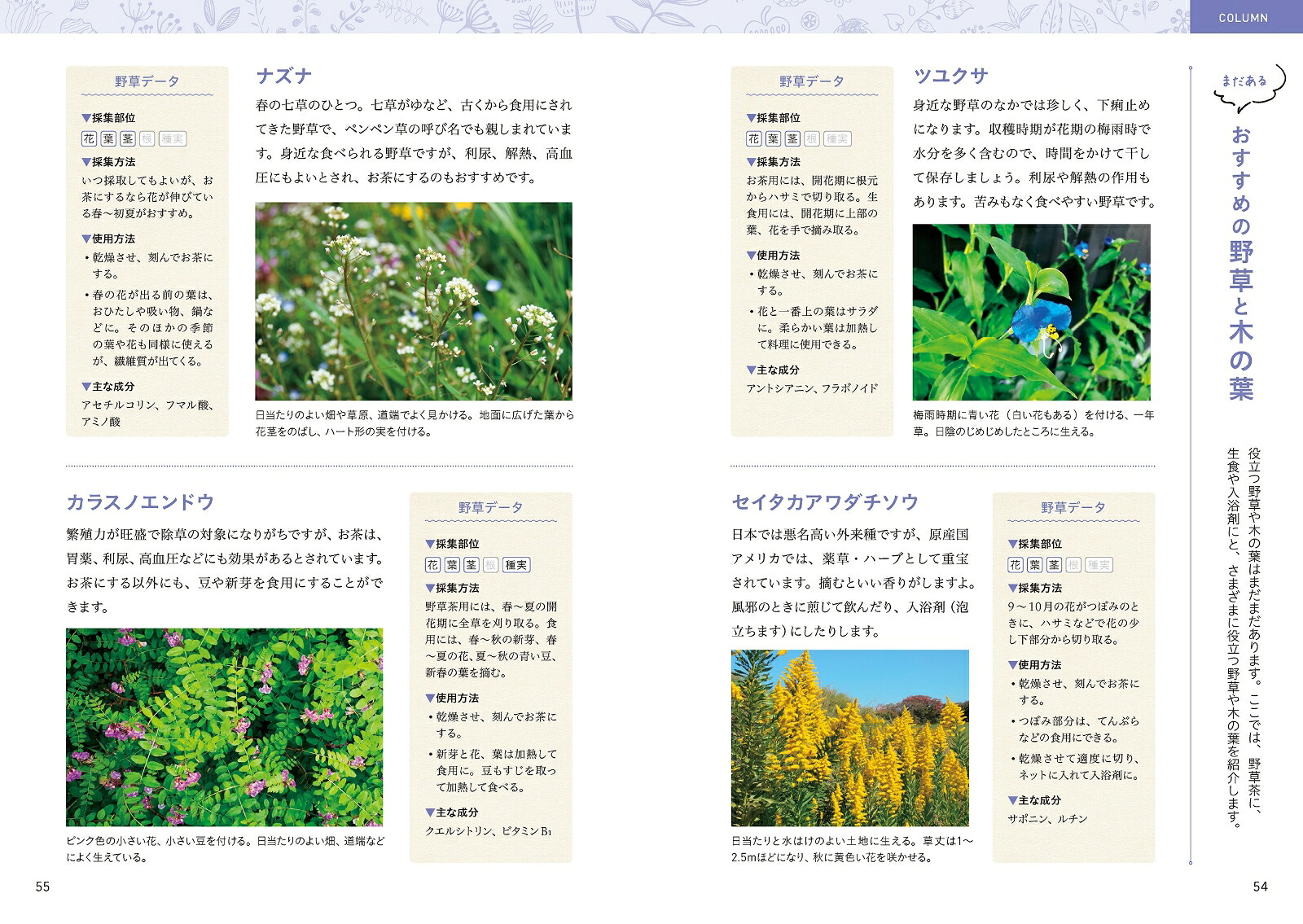 薬学博士が教える手づくり野草茶レシピ