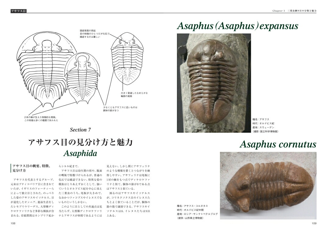 楽天ブックス 三葉虫マニアックス 三葉虫綱9目の魅力とその見分け方 北村雄一 本