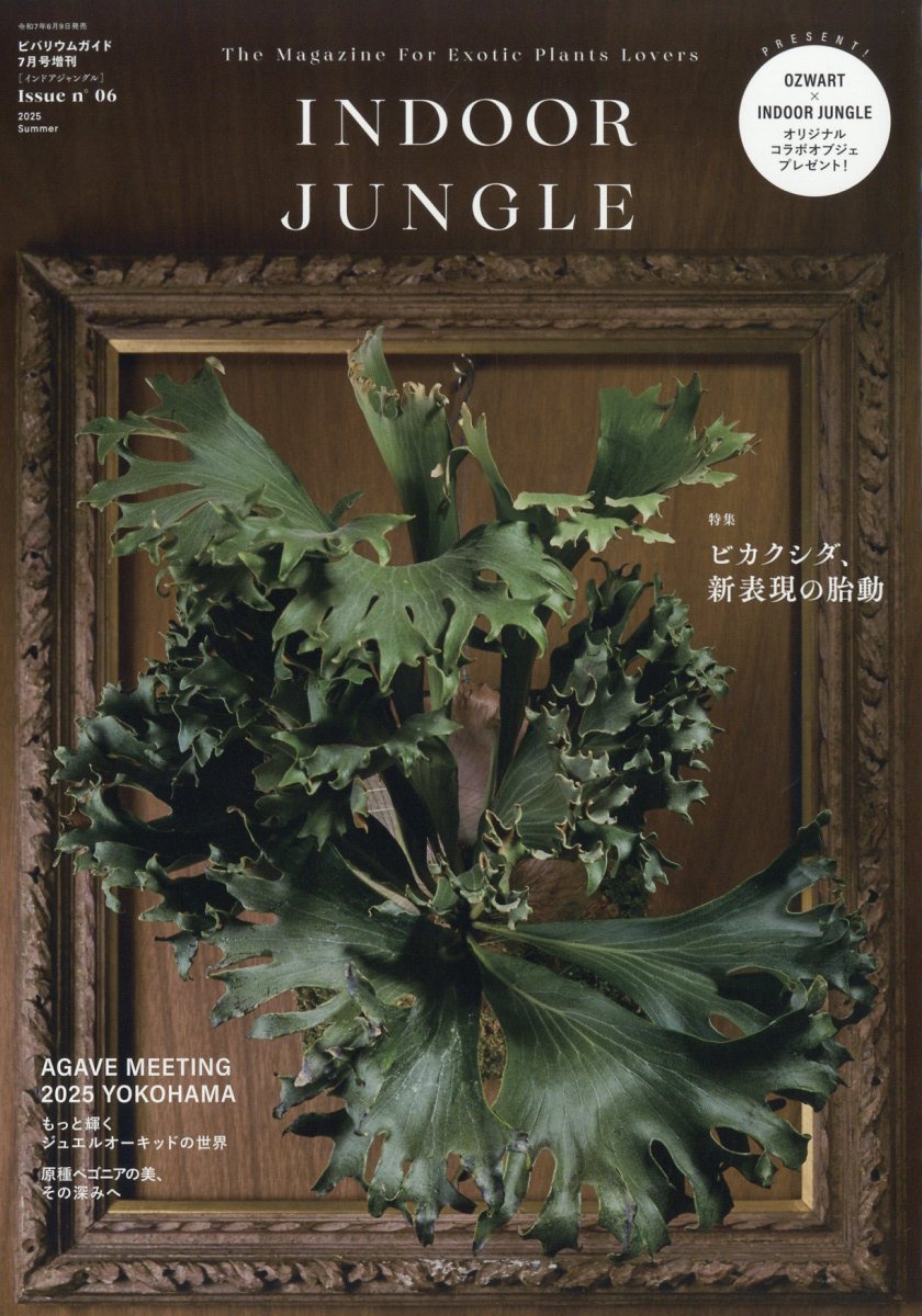 インドアジャングル　1〜3セット販売 インドアジャングル 1〜3セット販売