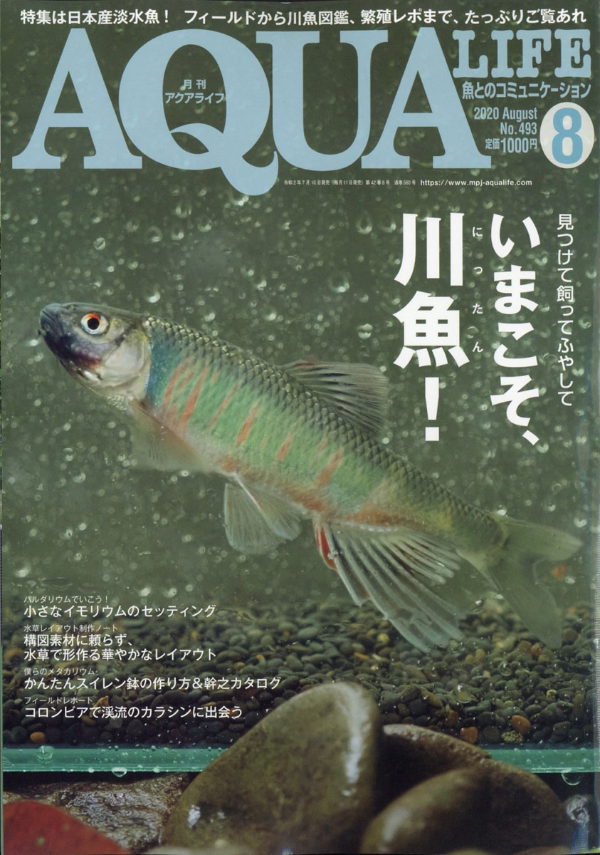 月刊アクアライフ 2024年3月号