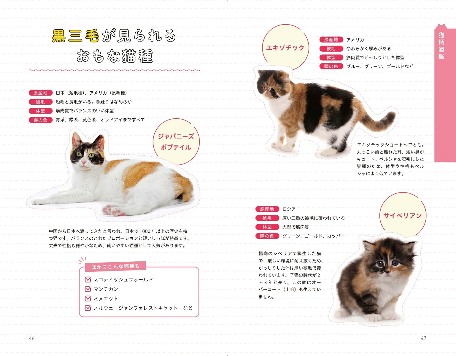 猫柄図鑑にゃんこの柄のすべてがわかる[山根明弘]