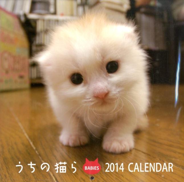 楽天ブックス うちの猫ら Babies Calendar 本