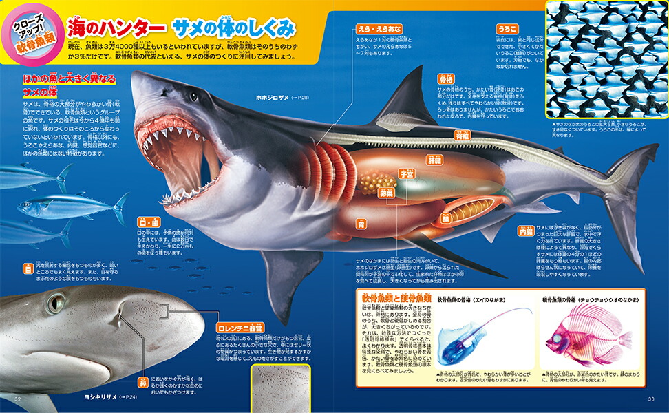 楽天ブックス 魚 新訂版 講談社 9784062201063 本