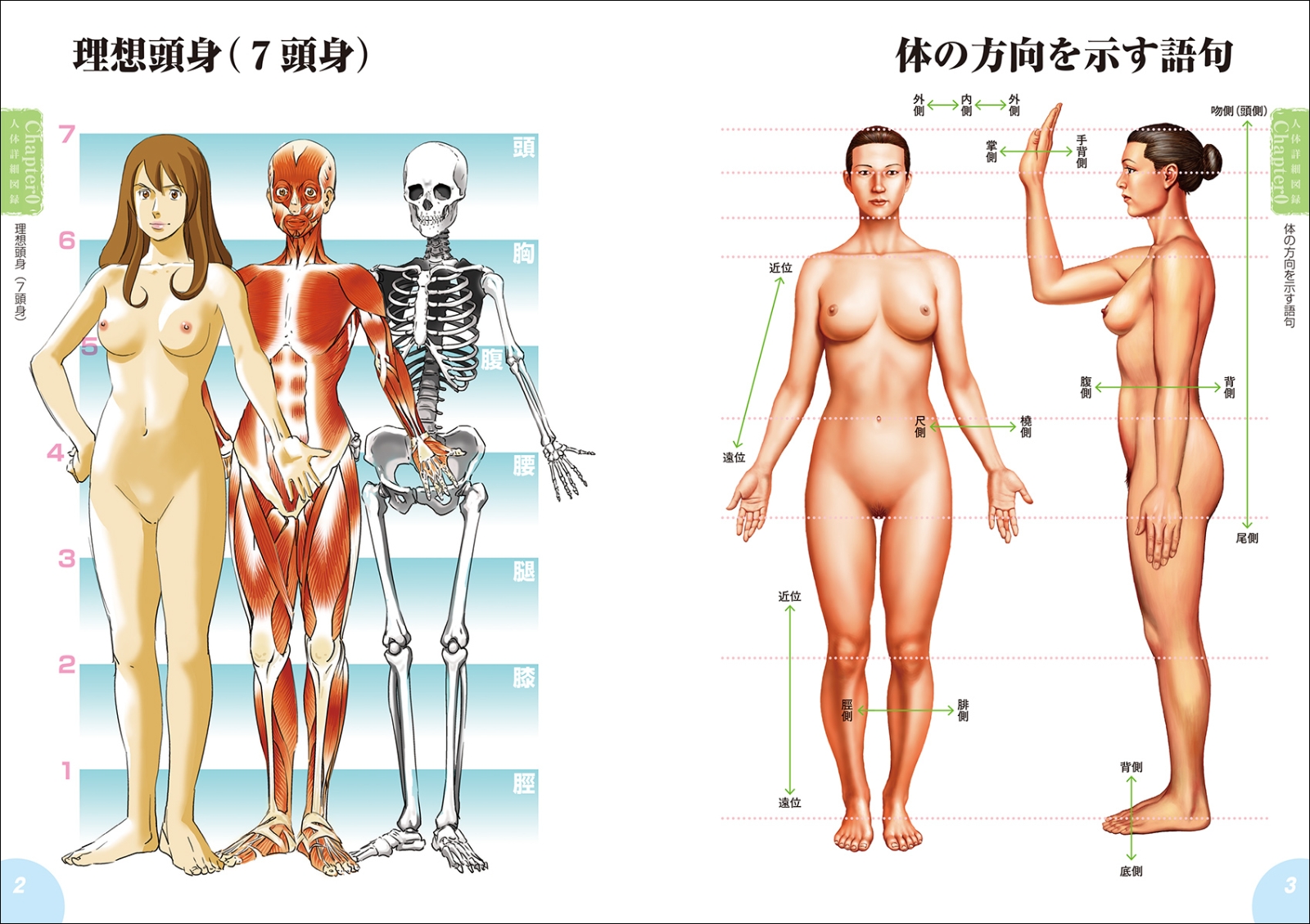 楽天ブックス 新版 人体解剖図から学ぶキャラクターデッサンの描き方 筋肉 骨格 内臓の構造を知ることで より自然な人体画が描ける 岩崎 こたろう 本