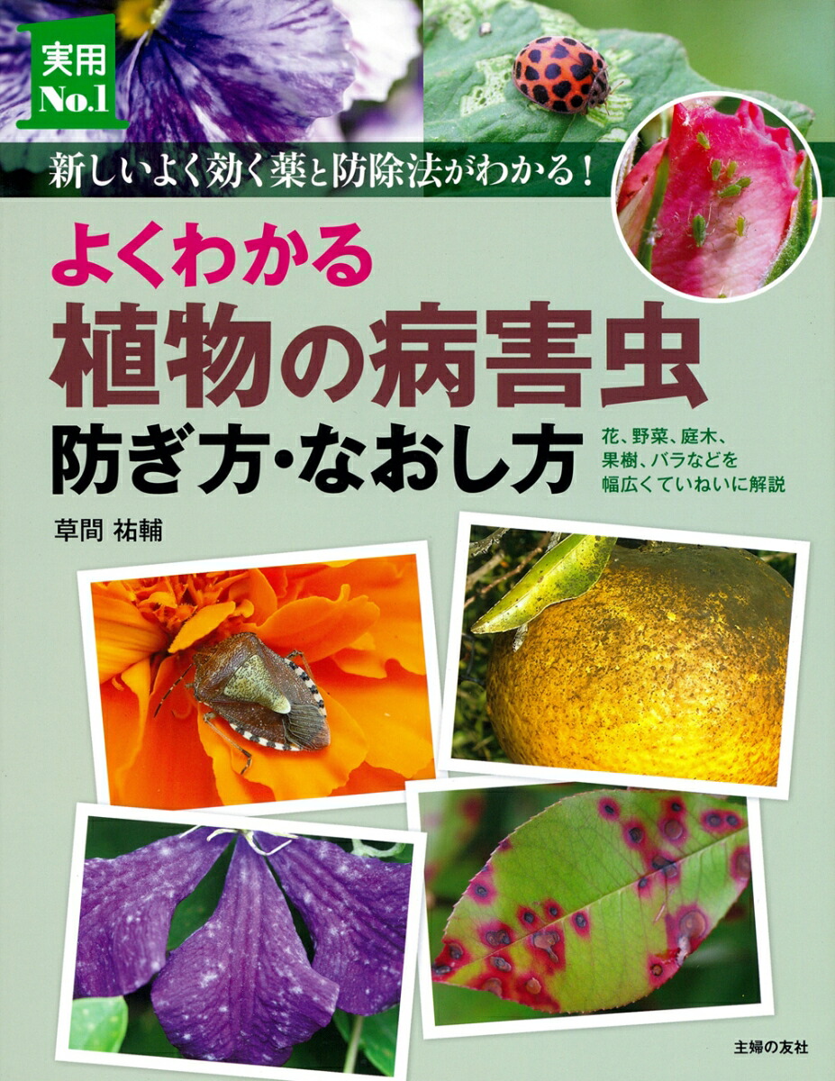 褯狼뿢ʪ³ɤʤʼNo1꡼[ʹ]
