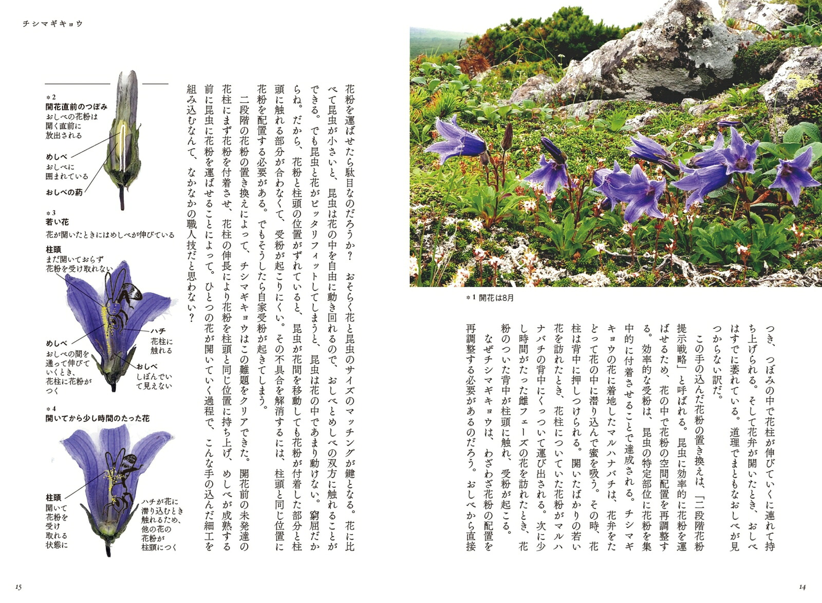 大雪山のお花畑で僕が考えたこと[工藤岳]