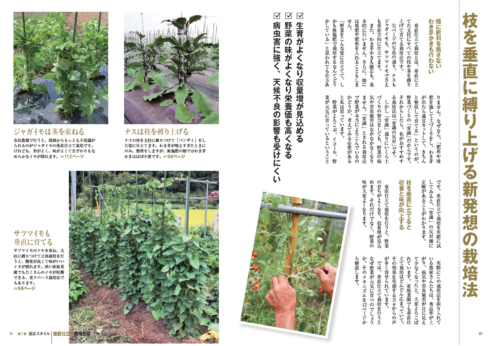 楽天ブックス 道法スタイル 野菜の垂直仕立て栽培 道法正徳 本