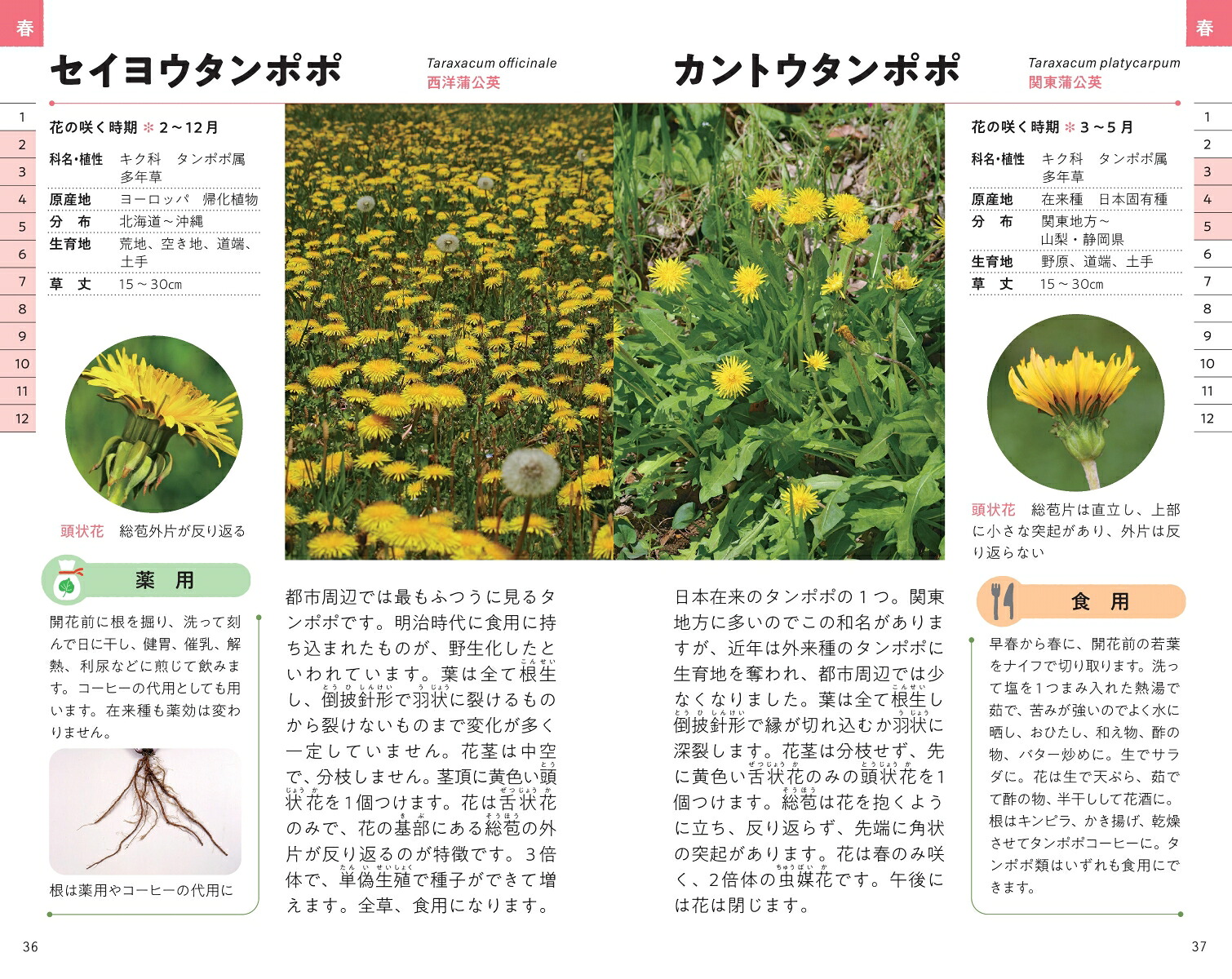 ハンディ版野草図鑑食草・薬草・毒草がわかる（アサヒ園芸BOOK）[金田洋一郎]